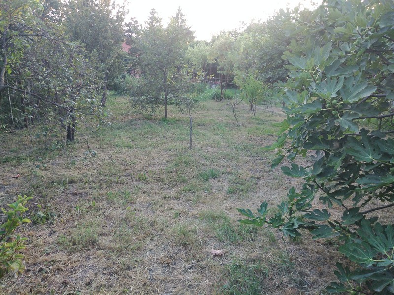 imobiliare timisoara