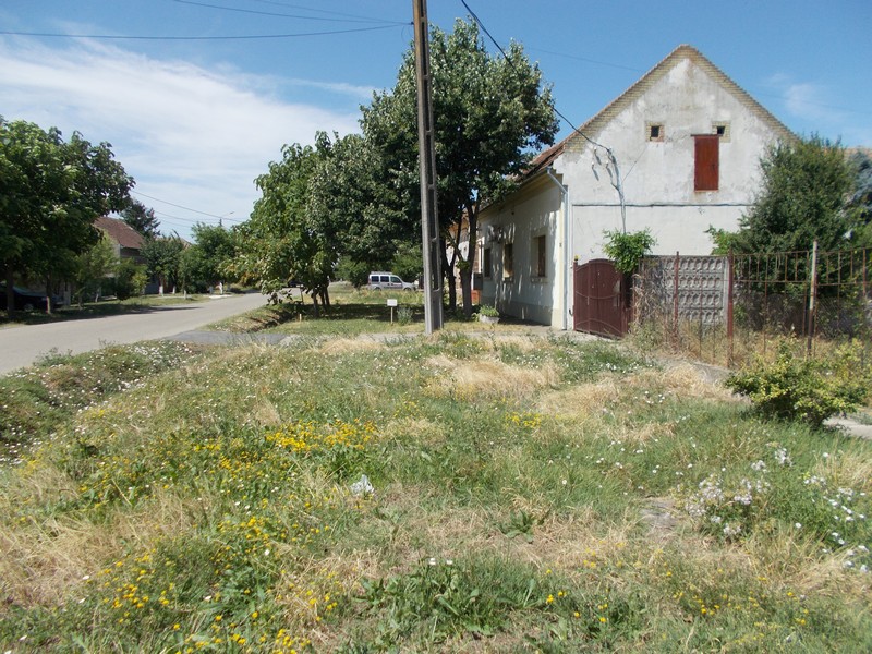 imobiliare timisoara terenuri